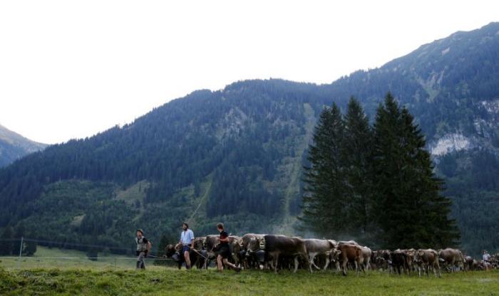 Almabtrieb   (14 )