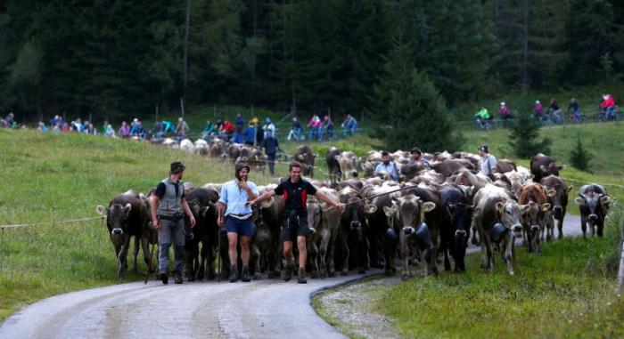 Almabtrieb   (14 )