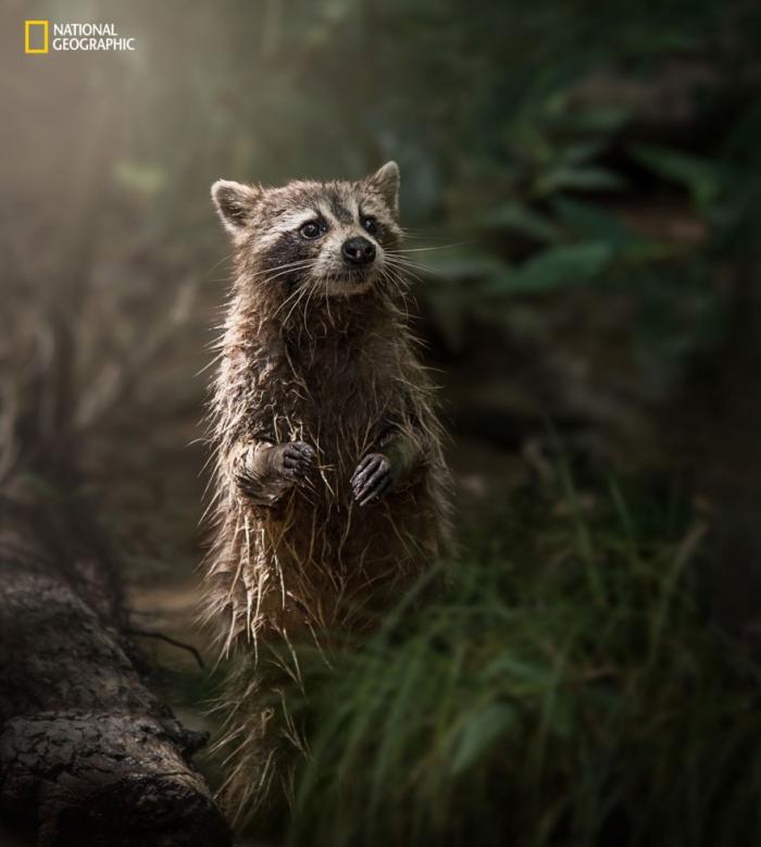    National Geographic 2016 (18 )