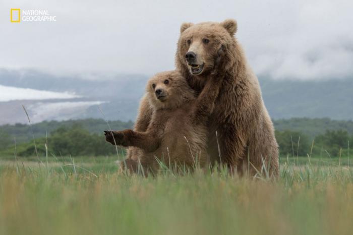 Интересные фотографии с конкурса National Geographic 2016 (18 фото) Интересные фотографии с конкурса National Geographic 2016 (18 фото)