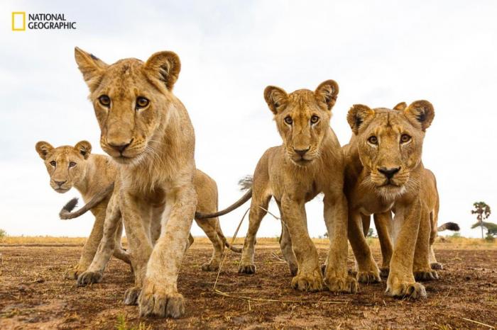     National Geographic 2016 (18 )