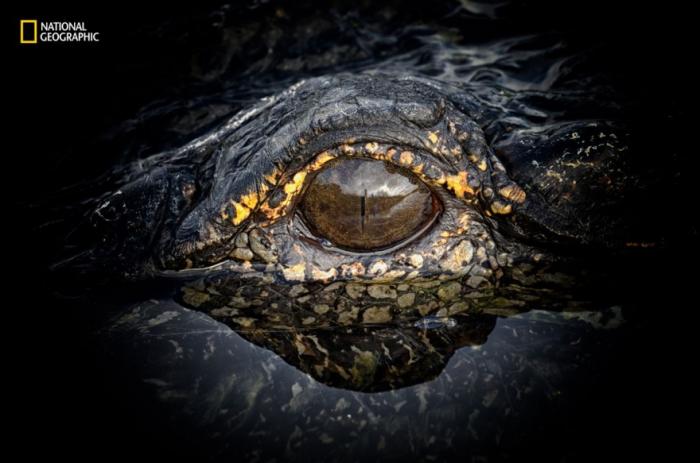     National Geographic 2016 (18 )