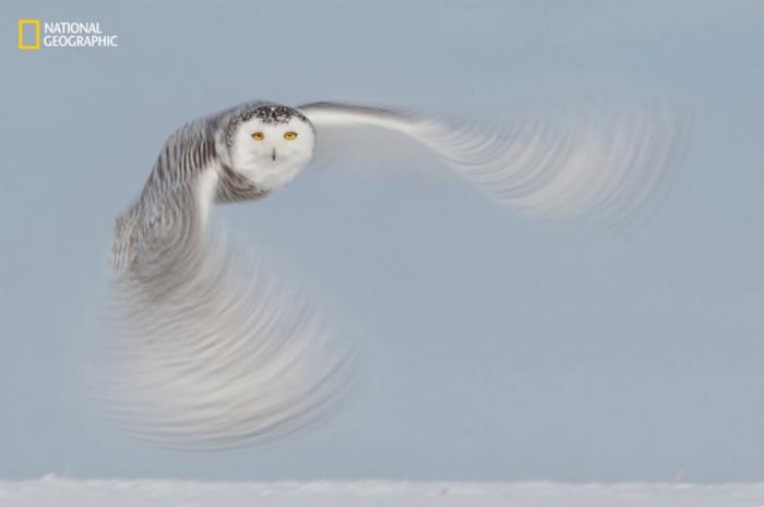     National Geographic 2016 (18 )