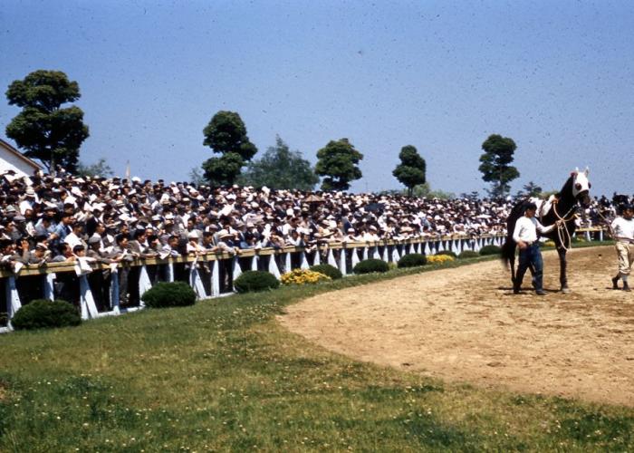 1950-  (52 )