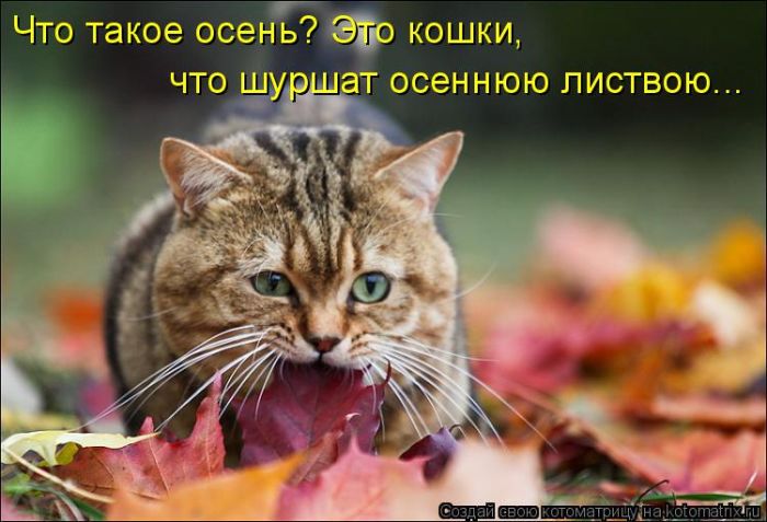 Забавные животные (50 фото) Забавные животные (50 фото)