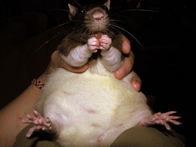    (49 )