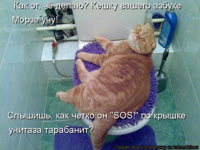Домашние любимцы (50 фото) Домашние любимцы (50 фото)