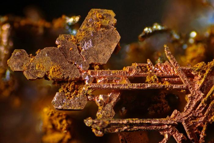   Nikon Small World 2016 (21 )