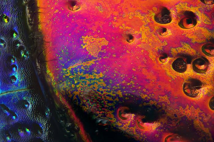   Nikon Small World 2016 (21 )