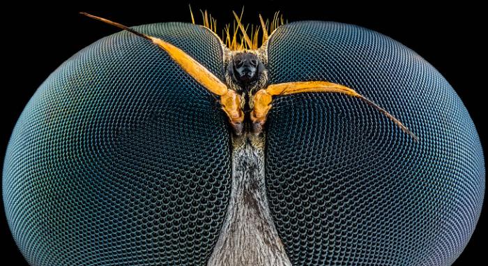 Конкурс микрофотографии Nikon Small World 2016 (21 фото) Конкурс микрофотографии Nikon Small World 2016 (21 фото)