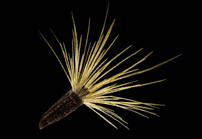   Nikon Small World 2016 (21 )