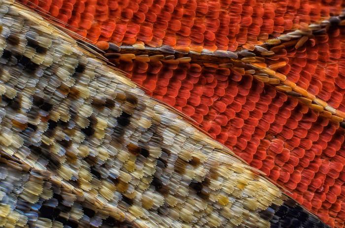   Nikon Small World 2016 (21 )