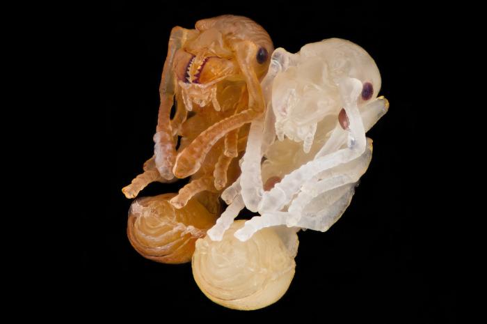   Nikon Small World 2016 (21 )