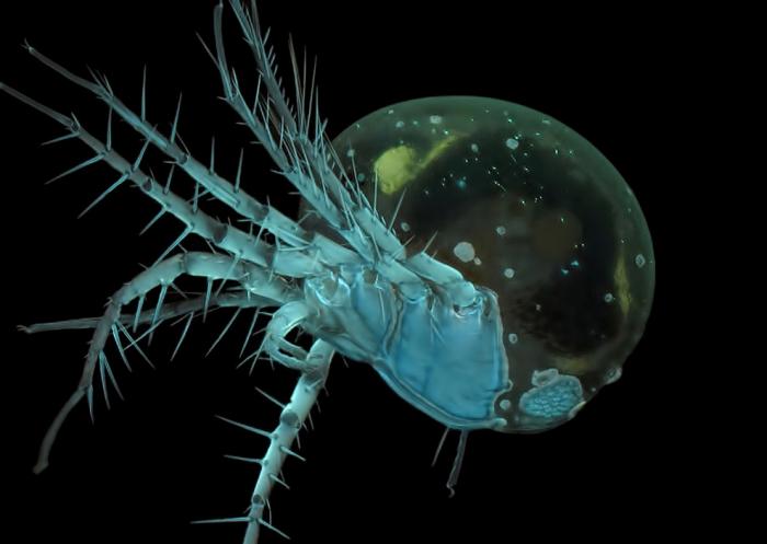   Nikon Small World 2016 (21 )