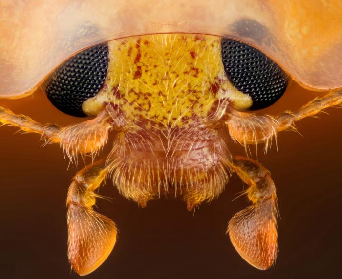   Nikon Small World 2016 (21 )