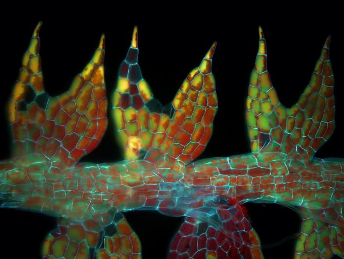   Nikon Small World 2016 (21 )