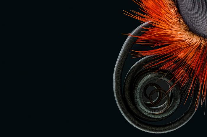  Nikon Small World 2016 (21 )