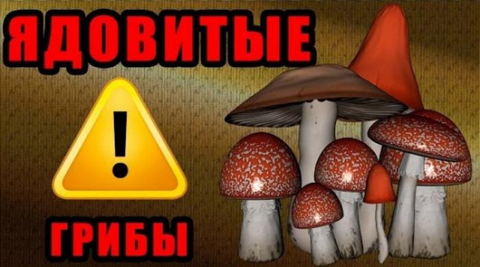 Ядовитые грибы, которые растут в России (11 фото) Ядовитые грибы, которые растут в России (11 фото)