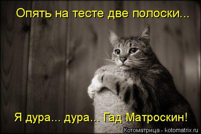 Забавные котики (50 фото) Забавные котики (50 фото)