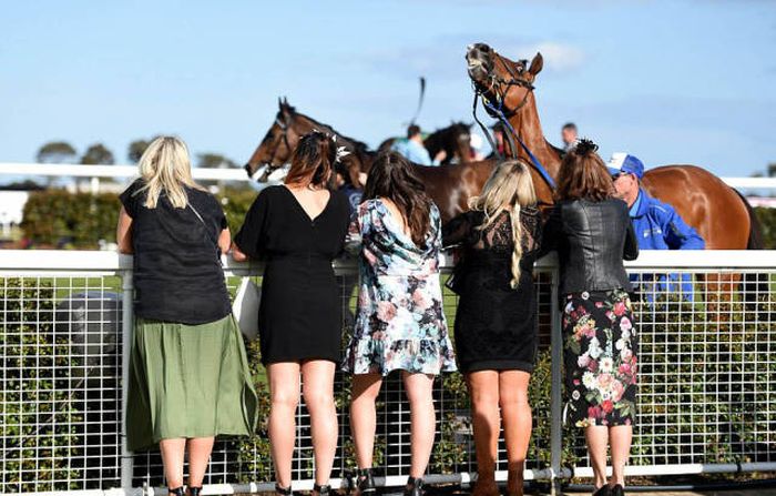   Geelong Cup (58 )