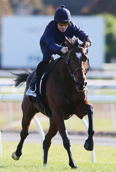  Geelong Cup (58 )