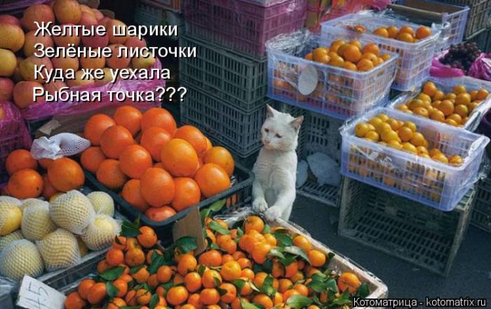 Забавные котики (50 фото) Забавные котики (50 фото)