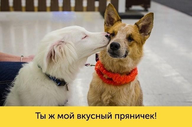В каждой собаке живет великий актер (15 фото) В каждой собаке живет великий актер (15 фото)