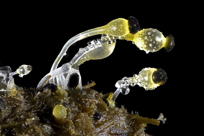 Снимки фотоконкурса «Nikon Small World 2016» (18 фото) Снимки фотоконкурса «Nikon Small World 2016» (18 фото)