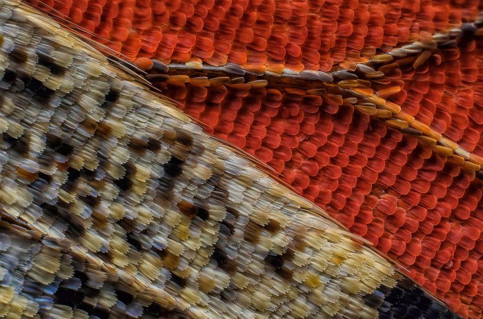 Снимки фотоконкурса «Nikon Small World 2016» (18 фото) Снимки фотоконкурса «Nikon Small World 2016» (18 фото)
