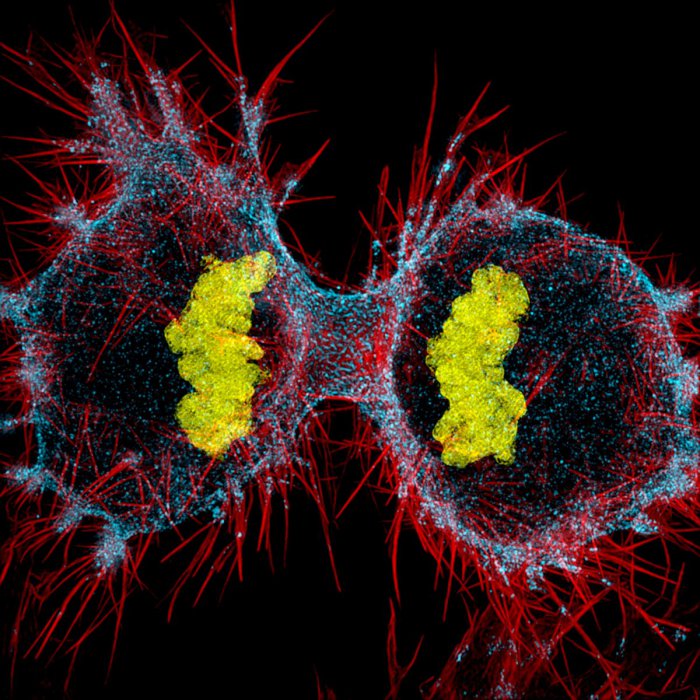 Снимки фотоконкурса «Nikon Small World 2016» (18 фото) Снимки фотоконкурса «Nikon Small World 2016» (18 фото)