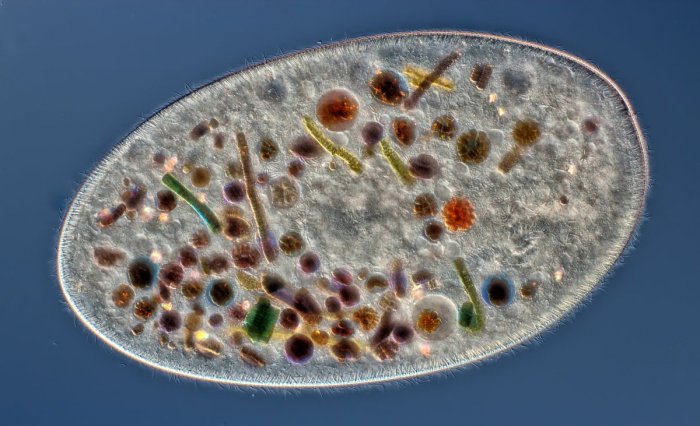 Снимки фотоконкурса «Nikon Small World 2016» (18 фото) Снимки фотоконкурса «Nikon Small World 2016» (18 фото)