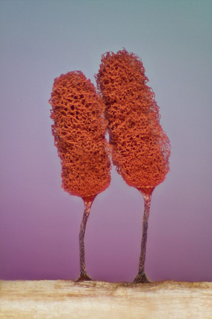 Снимки фотоконкурса «Nikon Small World 2016» (18 фото) Снимки фотоконкурса «Nikon Small World 2016» (18 фото)