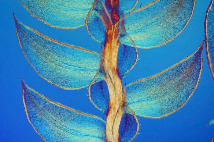 Снимки фотоконкурса «Nikon Small World 2016» (18 фото) Снимки фотоконкурса «Nikon Small World 2016» (18 фото)