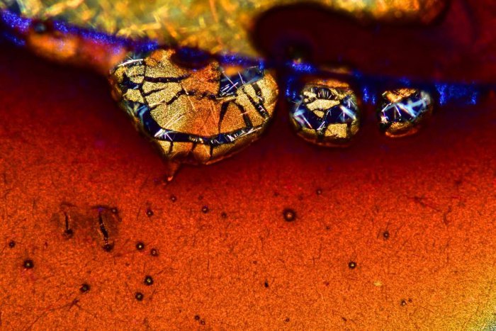 Снимки фотоконкурса «Nikon Small World 2016» (18 фото) Снимки фотоконкурса «Nikon Small World 2016» (18 фото)