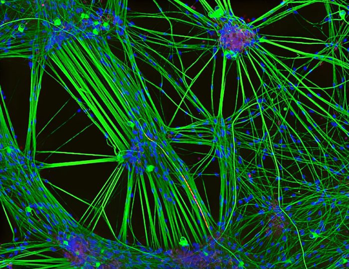 Снимки фотоконкурса «Nikon Small World 2016» (18 фото) Снимки фотоконкурса «Nikon Small World 2016» (18 фото)