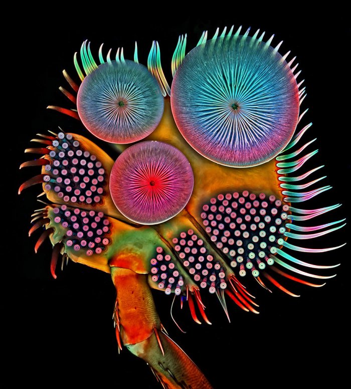 Снимки фотоконкурса «Nikon Small World 2016» (18 фото) Снимки фотоконкурса «Nikon Small World 2016» (18 фото)