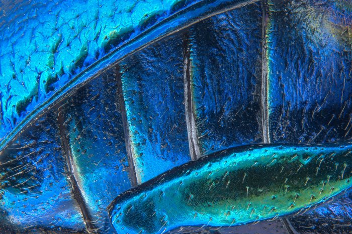 Снимки фотоконкурса «Nikon Small World 2016» (18 фото) Снимки фотоконкурса «Nikon Small World 2016» (18 фото)