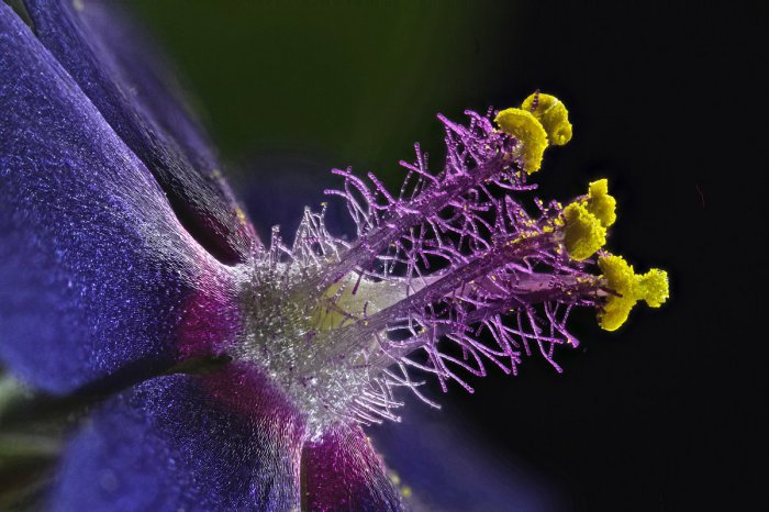 Снимки фотоконкурса «Nikon Small World 2016» (18 фото) Снимки фотоконкурса «Nikon Small World 2016» (18 фото)