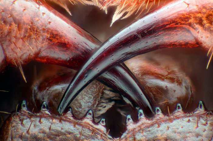 Снимки фотоконкурса «Nikon Small World 2016» (18 фото) Снимки фотоконкурса «Nikon Small World 2016» (18 фото)