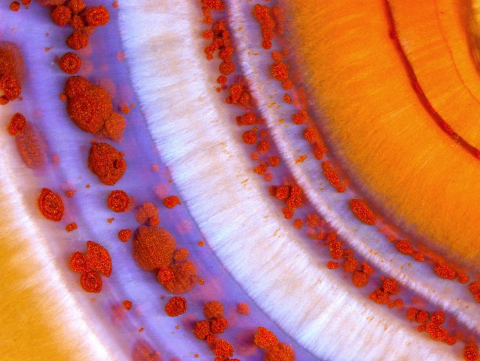 Снимки фотоконкурса «Nikon Small World 2016» (18 фото) Снимки фотоконкурса «Nikon Small World 2016» (18 фото)