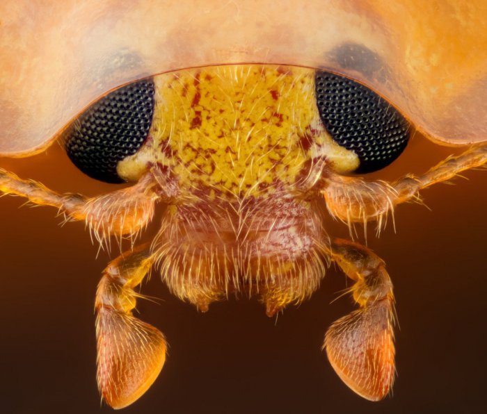 Снимки фотоконкурса «Nikon Small World 2016» (18 фото) Снимки фотоконкурса «Nikon Small World 2016» (18 фото)