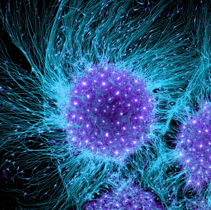 Снимки фотоконкурса «Nikon Small World 2016» (18 фото) Снимки фотоконкурса «Nikon Small World 2016» (18 фото)