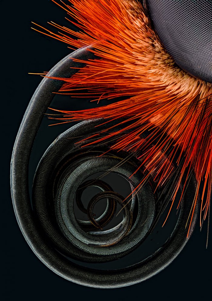 Снимки фотоконкурса «Nikon Small World 2016» (18 фото) Снимки фотоконкурса «Nikon Small World 2016» (18 фото)
