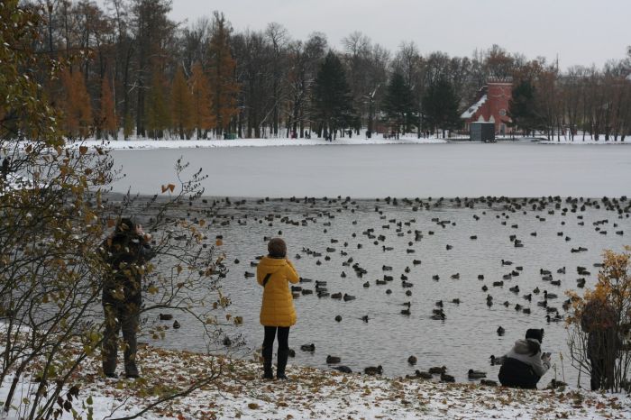 Нашествие уток в Пушкино (4 фото) Нашествие уток в Пушкино (4 фото)