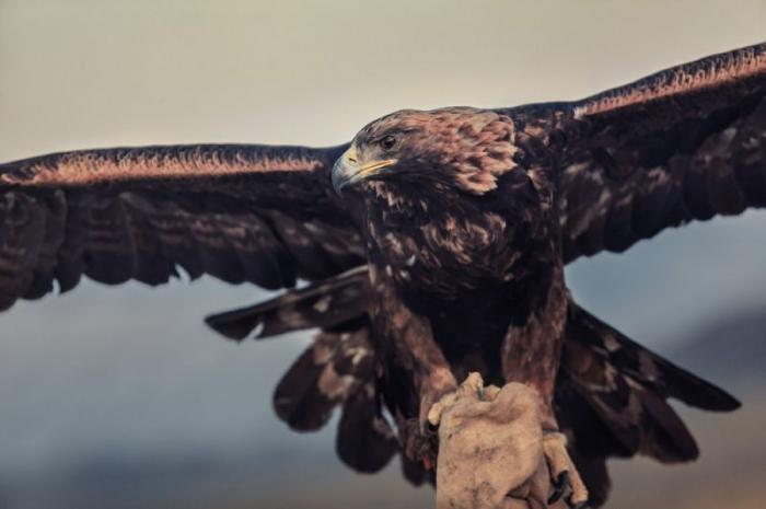       Golden Eagle Festival (16 )