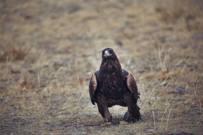       Golden Eagle Festival (16 )