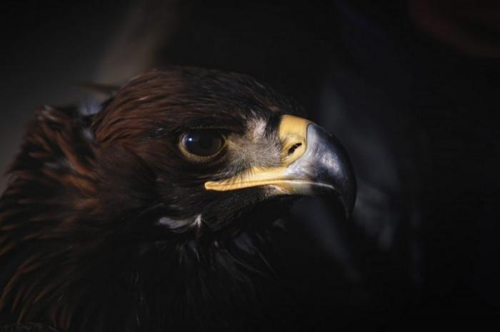       Golden Eagle Festival (16 )