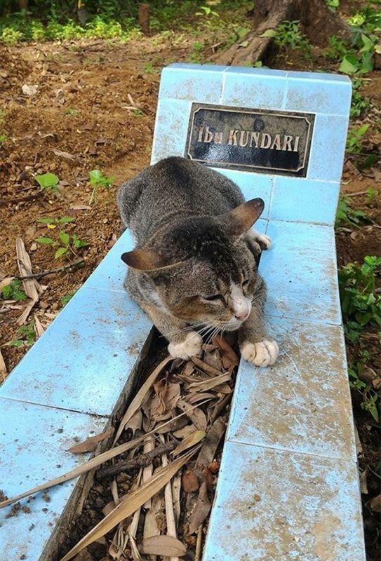 Кошка целый год живет на могиле своей хозяйки (4 фото) Кошка целый год живет на могиле своей хозяйки (4 фото)
