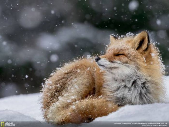    National Geographic 2016 (49 )