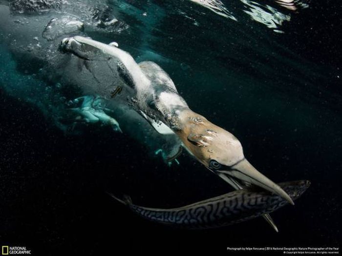    National Geographic 2016 (49 )